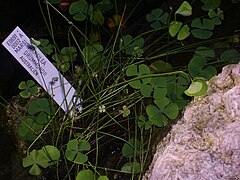 marsilea drummondii