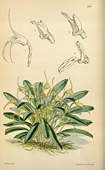 Thumbnail for Masdevallia attenuata