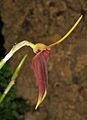 Masdevallia virgo-cuencae flower