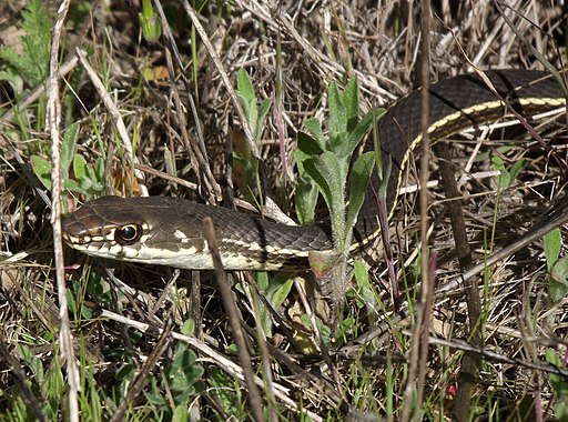 Masticophis lateralis lateralis