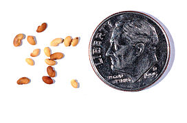 Medicago rugosa seeds