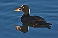 Surf scoter