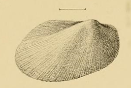 Bentharca avellanaria