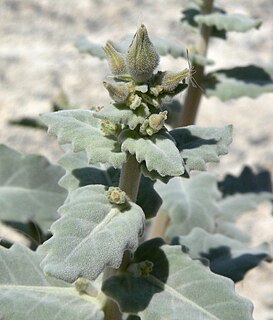 <i>Mentzelia leucophylla</i> Species of flowering plant