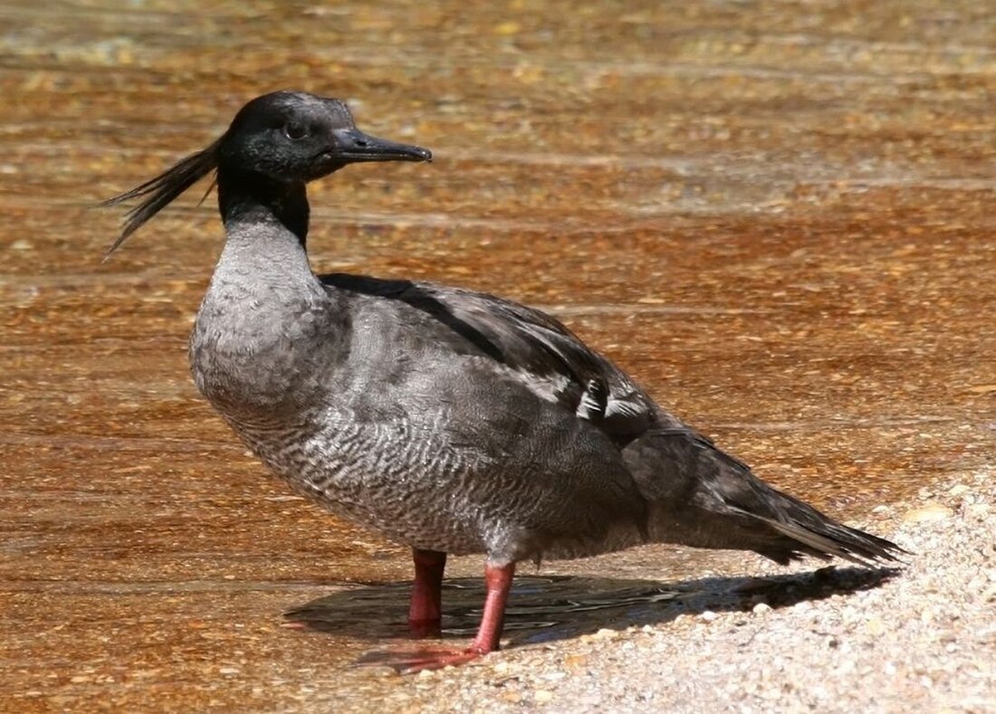 Mergus octosetaceus