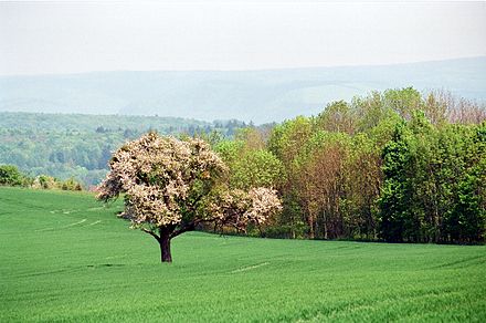 Landscape near Merzig