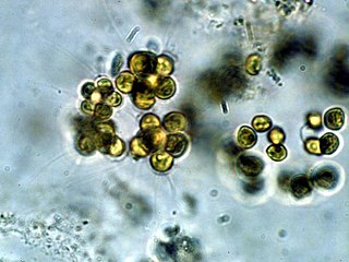 <i>Micractinium</i> Genus of algae