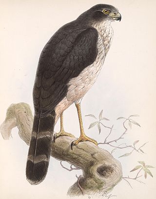 <span class="mw-page-title-main">Slaty-backed forest falcon</span> Species of bird