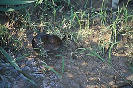 Un campagnol des champs (Microtus pennsylvanicus), en Virginie. Pour ne pas le confondre avec son cousin d'Europe, on préfère souvent l'appeler « campagnol des prés ».