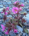 Mimulus bigelovii