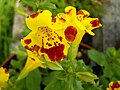 Mimulus guttatus