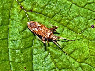 <i>Phytocoris</i> Genus of true bugs