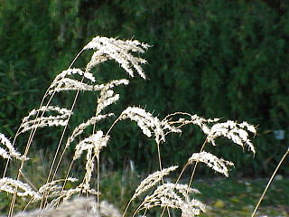 Fortune Salaire Mensuel de Miscanthus Combien gagne t il d argent ? 10 000,00 euros mensuels