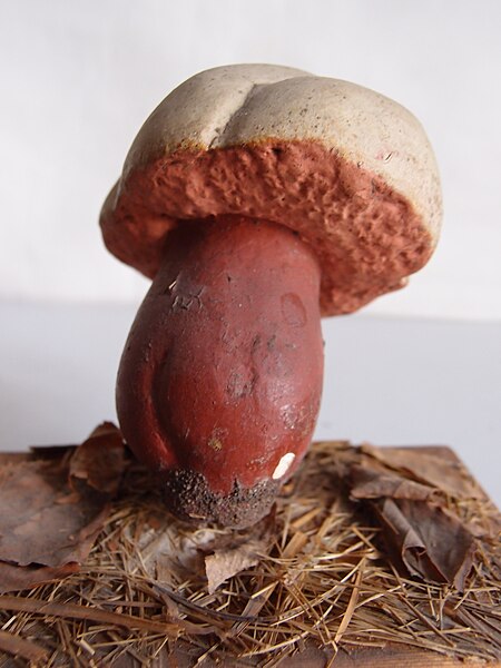 File:Modell von Boletus satanas (Satansröhrling, Satanspilz) (2).jpg