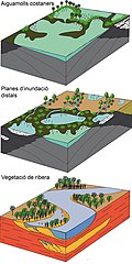 Interpretazione paleo-ambientale, con determinazione della tipologia di vegetazione, della Formazione di Tremp Cretacico superiore (Maastrichtiano terminale), Spagna