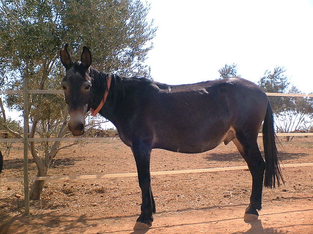 A mule (horse and donkey hybrid)