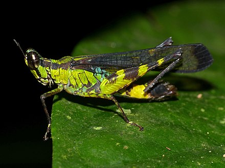 Unidentified Erucius species Monkey Hopper (Erucius sp.) missing left foot (15592799746).jpg