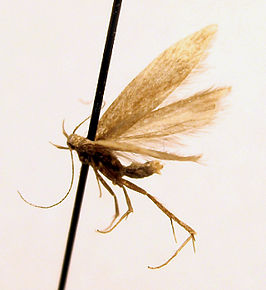 Monochroa simplicella