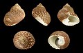 * Nomination Shell of a Canal Monodont, Monodonta canalifera --Llez 20:01, 25 March 2015 (UTC) * Promotion Good quality. --Livioandronico2013 20:27, 25 March 2015 (UTC)