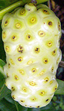 Noni fruit