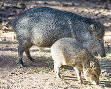 Collared Peccary