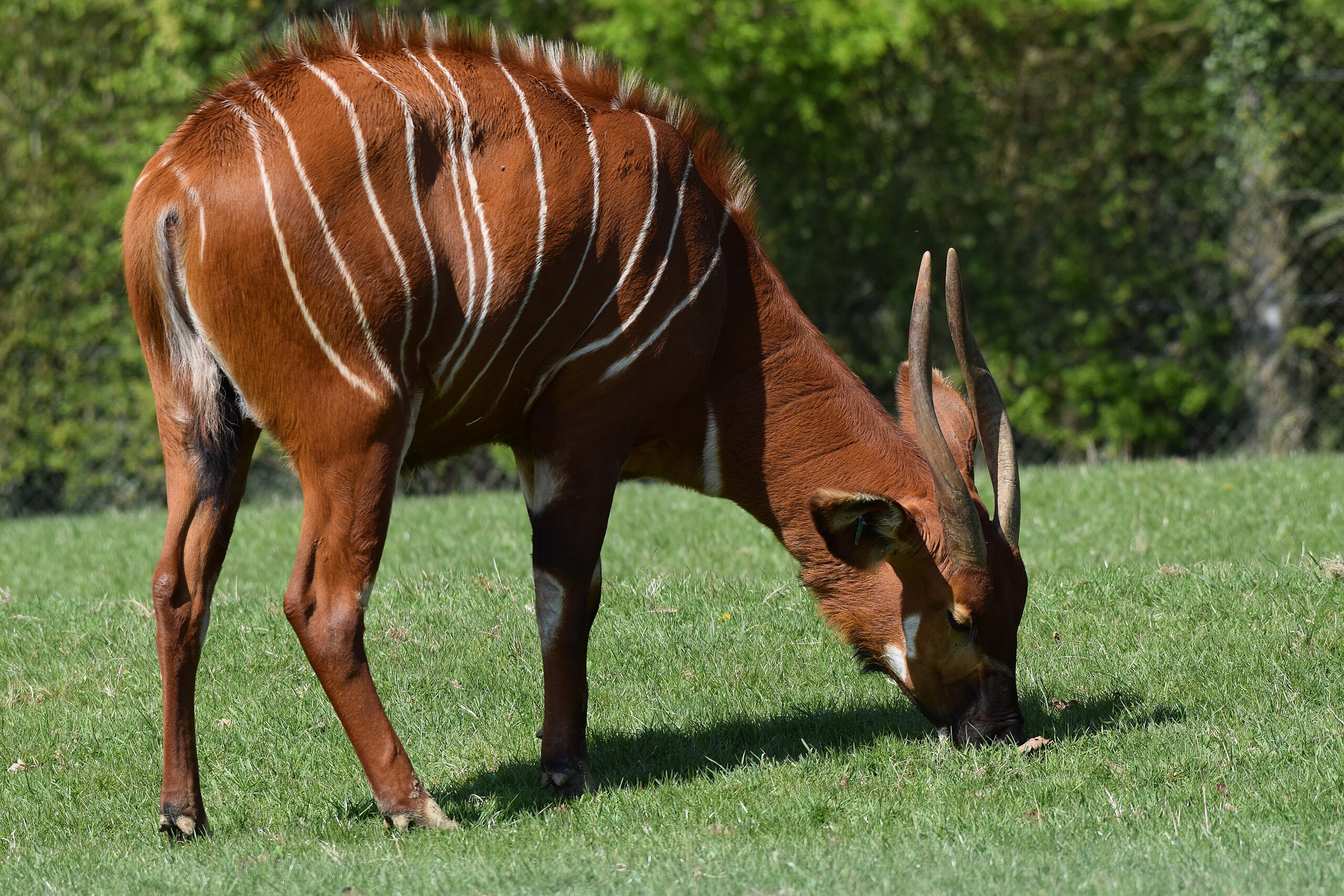 Вонго. Tragelaphus eurycerus. Вонго Австралия. Бонго животное Африки. Антилопа Бонго.