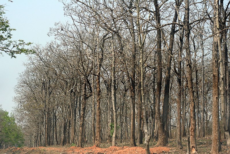 File:Mudumalai forest after fire.jpg