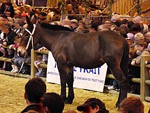 Zdjęcie muła Poitou z profilu w Salon de l'Agriculture.