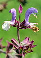 Muskatellersalbei (Salvia sclarea) (03).jpg
