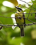 Thumbnail for Golden-bellied flycatcher