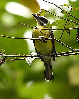 <span class="mw-page-title-main">Golden-bellied flycatcher</span> Species of bird