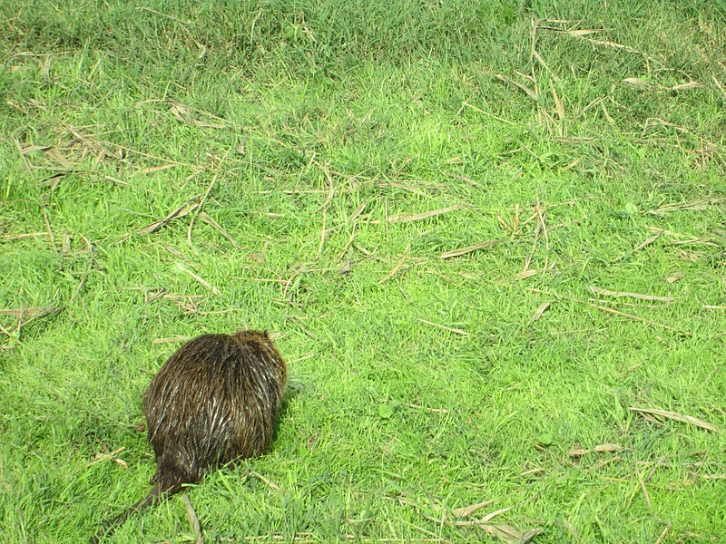 File:Myocastor coypus in Hula Valley ovedc 06.JPG