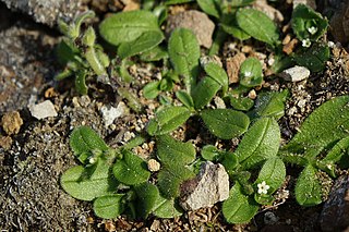 <i>Myosotis antarctica <span style="font-style:normal;">subsp.</span> traillii</i> Subspecies of flowering plant