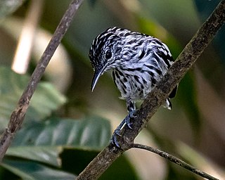 Klagess antwren Species of bird