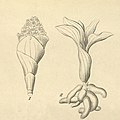 Myrosmodes nubigenum plate 8, fig. I, II in: H. G. Reichenbach: Xenia orchidacea - vol. 1 (1858) (Detail)