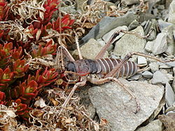 Un weta géant des éboulis, dans son milieu naturel