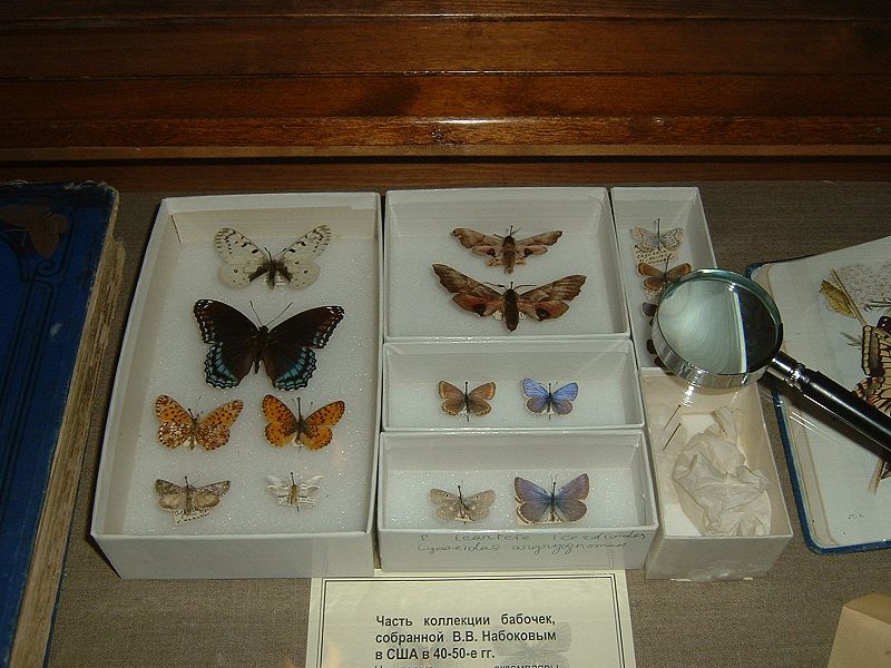 File:Nabokovs butterflies.JPG