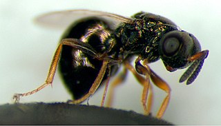 <i>Nasonia</i> Genus of wasps