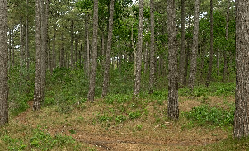 File:Nationaal Park Duinen van Texel, bosgebied bij Jan Ayeslag - Nattevlakweg IMG 6365 2020-06-08 13.41.jpg