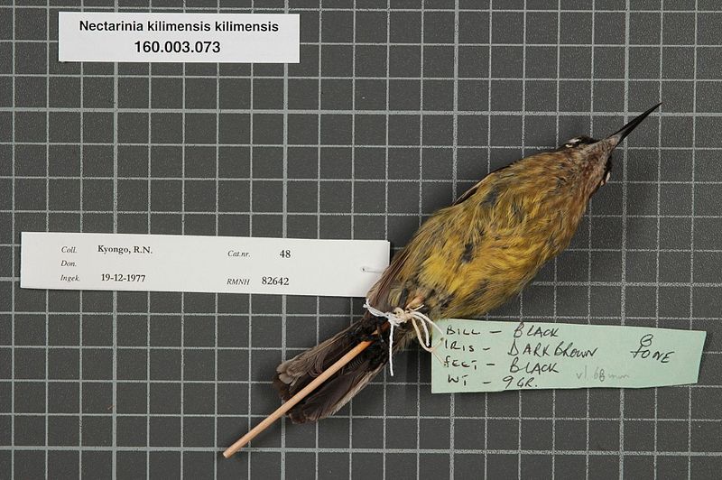File:Naturalis Biodiversity Center - RMNH.AVES.82642 2 - Nectarinia kilimensis kilimensis (Shelley, 1884) - Nectariniidae - bird skin specimen.jpeg