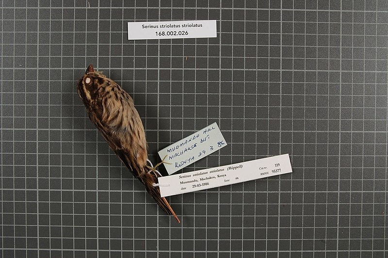 File:Naturalis Biodiversity Center - RMNH.AVES.95377 1 - Serinus striolatus striolatus (Ruppell, 1840) - Fringillidae - bird skin specimen.jpeg