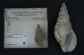 Colubrellina condita