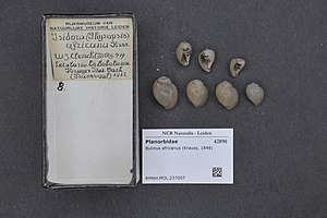 Naturalis Biodiversity Center - RMNH.MOL.237007 - Bulinus africanus (Krauss, 1848) - Planorbidae - Mollusc shell.jpeg