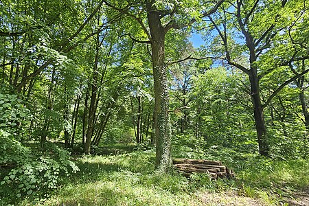 NaturwaldchwarzacherTännig