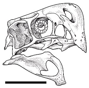 Oviraptoridae