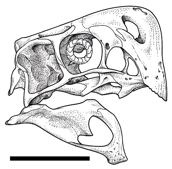 Skull of Nemegtomaia, featuring deep lower jaws and a large palatal region