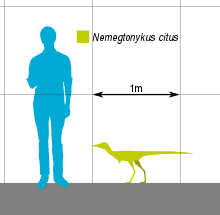 Size comparison Nemegtonykus Scale.svg