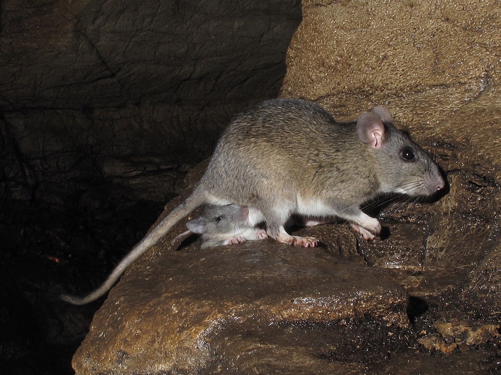 The average litter size of a Allegheny woodrat is 2