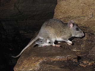 Allegheny woodrat Species of rodent