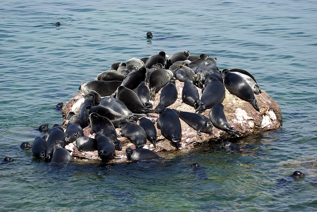 Freshwater seal